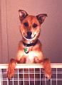 happy dog